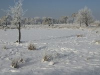 NL, Noord-Brabant, Alphen-Chaam, Strijbeekse Heide, Langven 1, Saxifraga-Jan van der Straaten